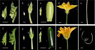 QTL mapping and stability analysis of trichome density in zucchini (Cucurbita pepo L.)